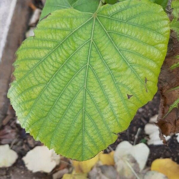 Tilia platyphyllos Лист