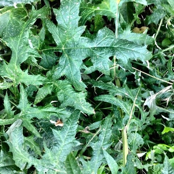 Echinops sphaerocephalus Лист