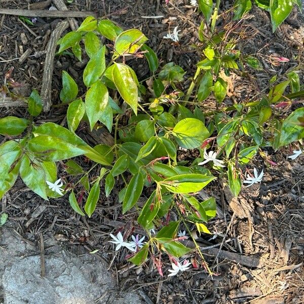 Jasminum laurifolium Deilen