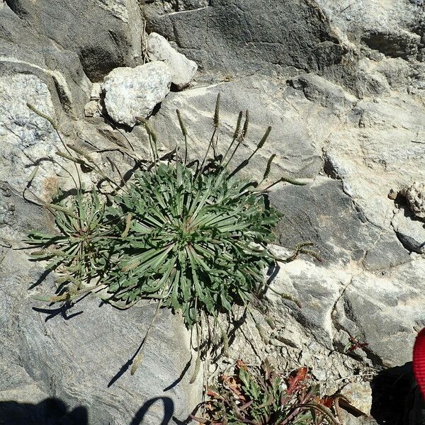 Plantago coronopus Φύλλο