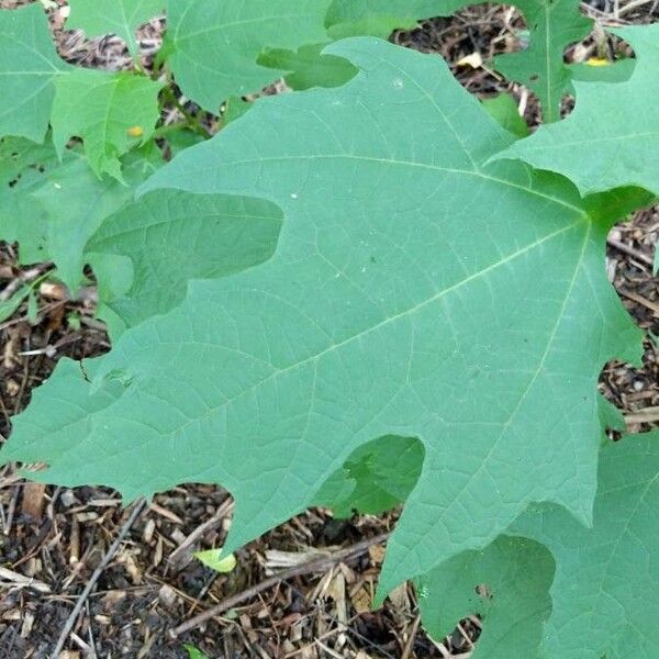 Smallanthus uvedalia Folha