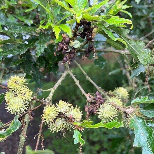 Quercus cerris Fruit