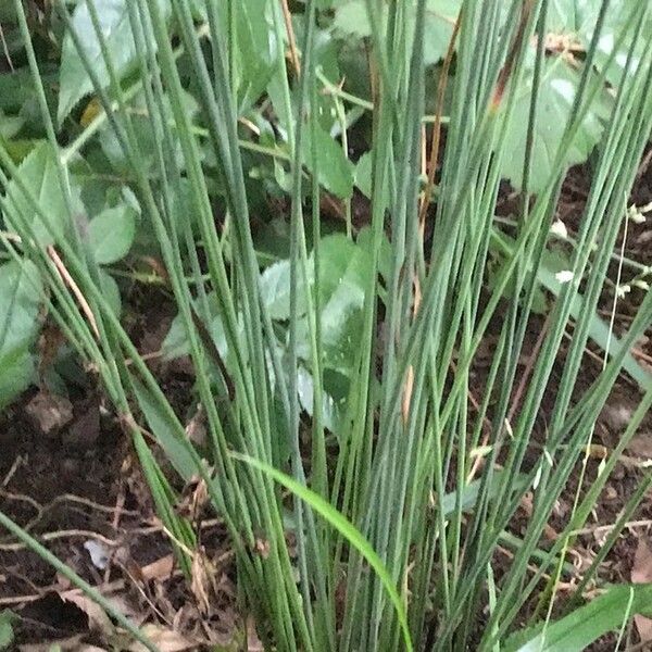 Juncus effusus Hostoa