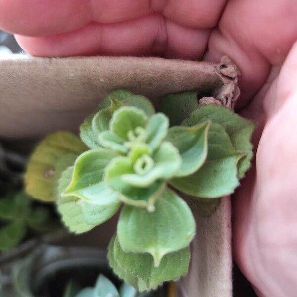 Coleus caninus Leaf