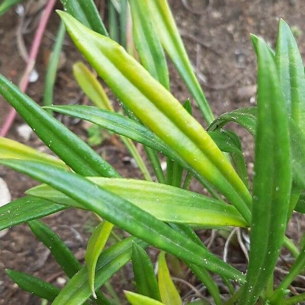 Gazania rigens Лист