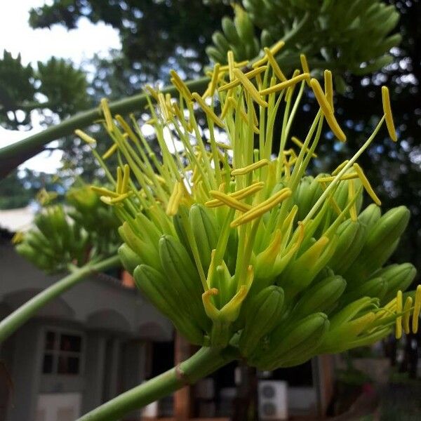 Agave sisalana Kvet