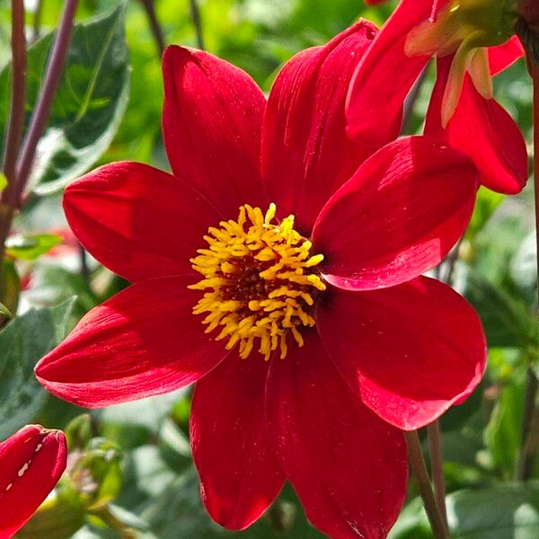 Dahlia coccinea Flor