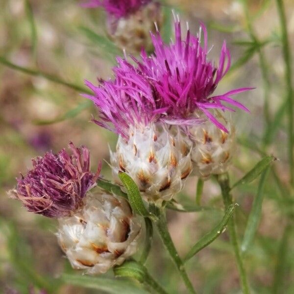 Centaurea deusta Blomma