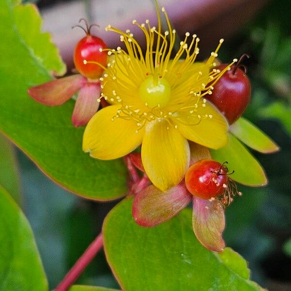 Hypericum androsaemum ফুল