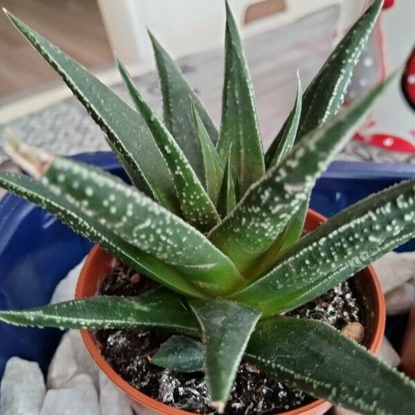 Aloe aristata Fuelha