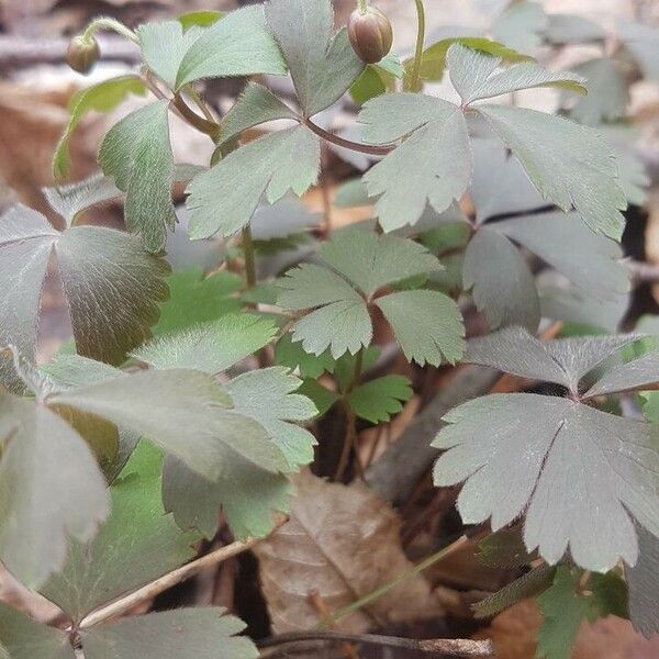 Anemone quinquefolia Leaf