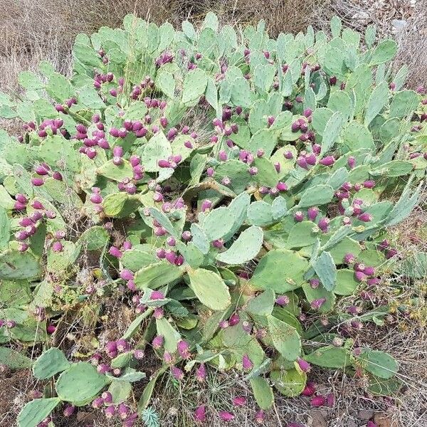 Opuntia stricta Deilen