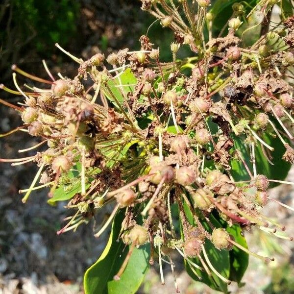 Kalmia latifolia Fruit