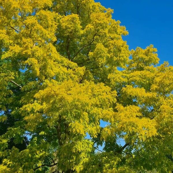 Gleditsia triacanthos Staniste