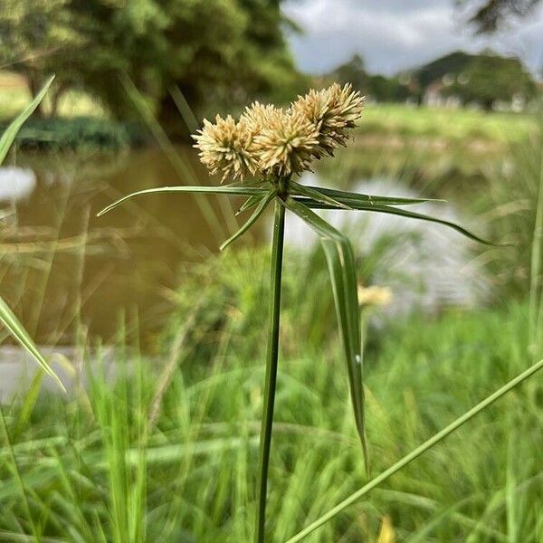 Cyperus eragrostis Flower