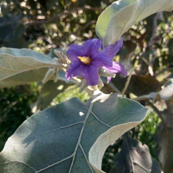 Solanum lycocarpum Flor