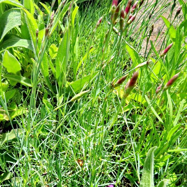 Dianthus plumarius موطن