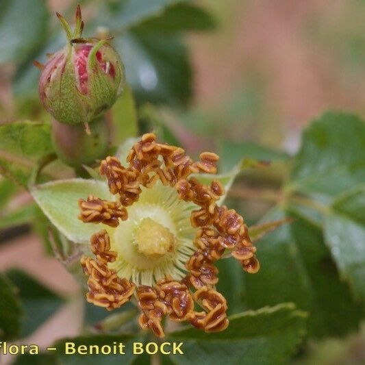 Rosa squarrosa Fruitua