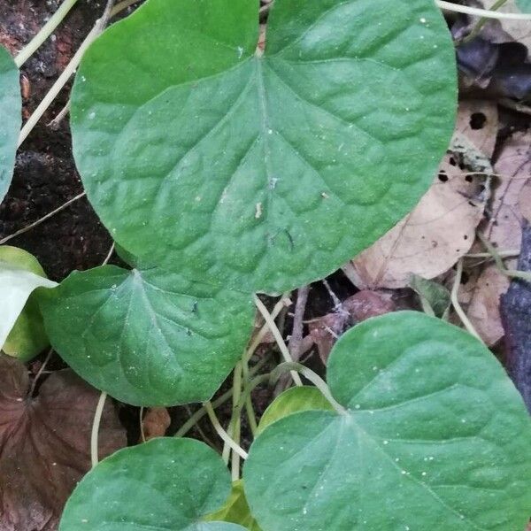 Centella asiatica Φύλλο