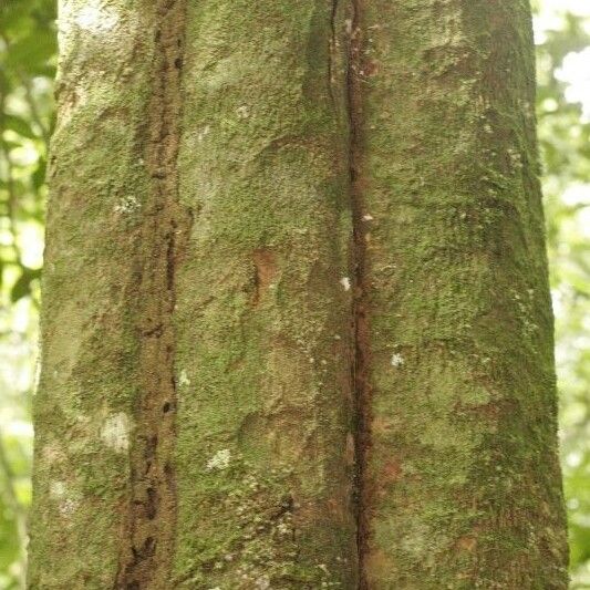 Virola sebifera Bark