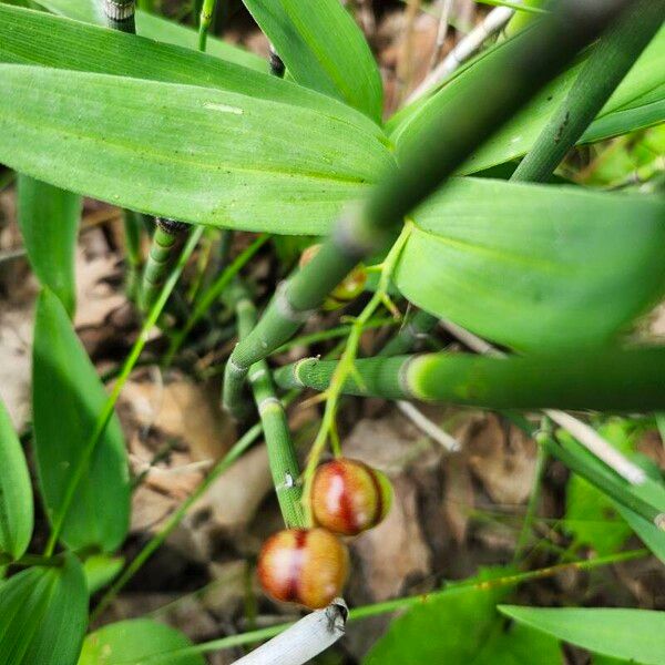 Maianthemum stellatum 果實