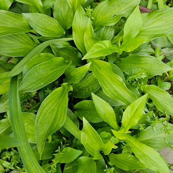 Hosta lancifolia Leaf