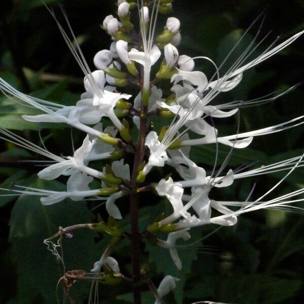 Orthosiphon aristatus Λουλούδι