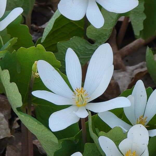 Sanguinaria canadensis फूल