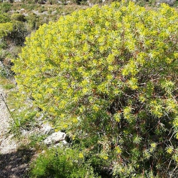 Euphorbia dendroides Žiedas