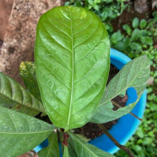 Coffea mapiana Hostoa