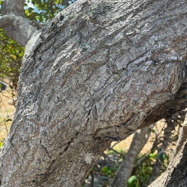 Avicennia marina Bark