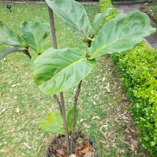 Terminalia catappa 葉