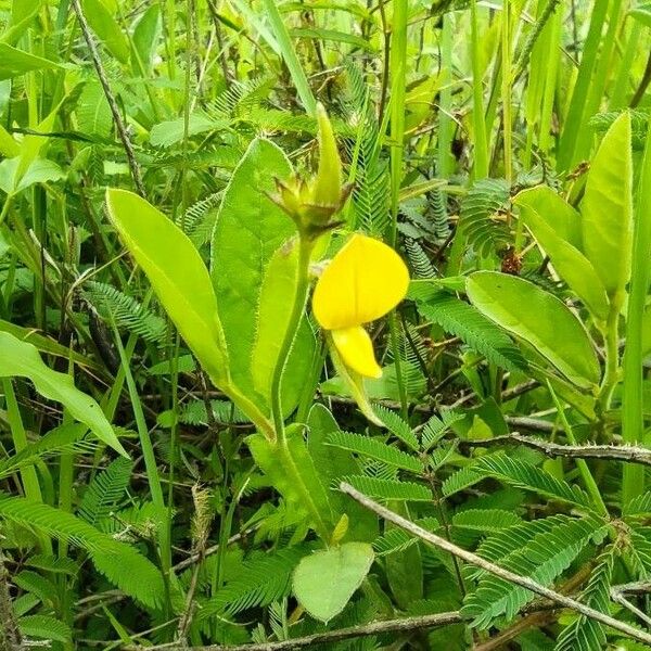 Crotalaria alata Flower