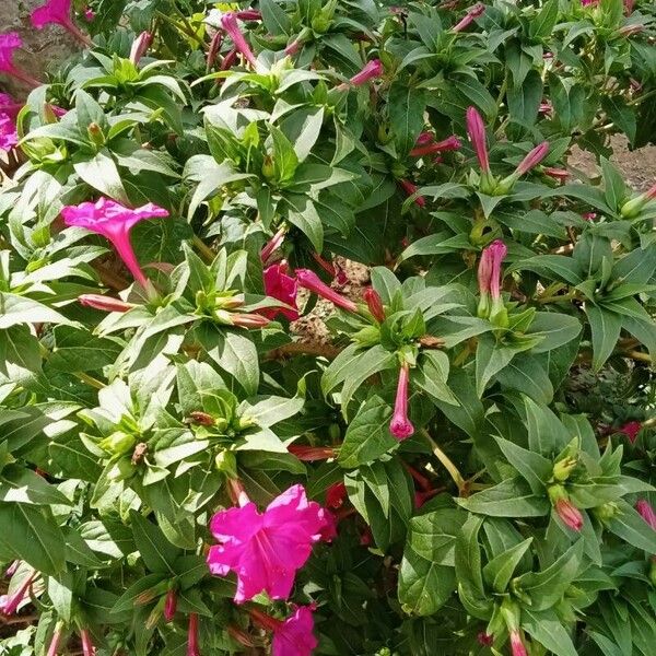 Mirabilis jalapa पत्ता