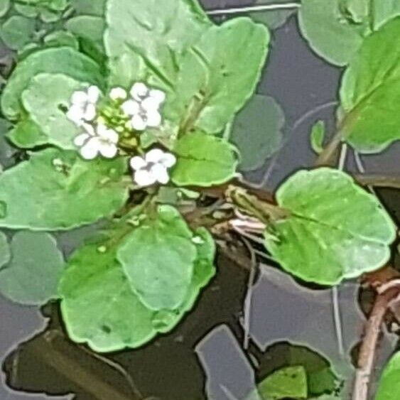 Nasturtium officinale Other