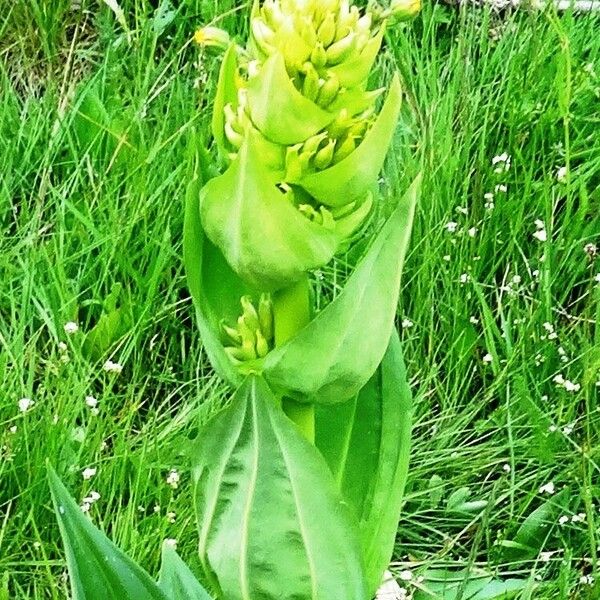 Gentiana lutea Floro