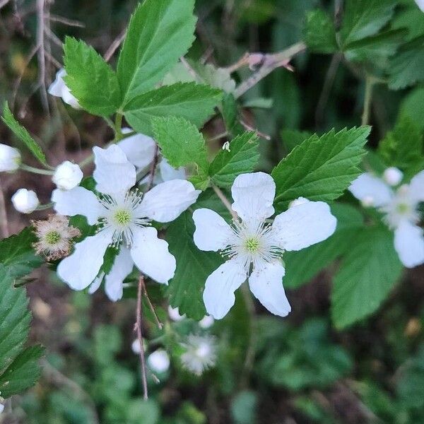 Rubus argutus Цветок
