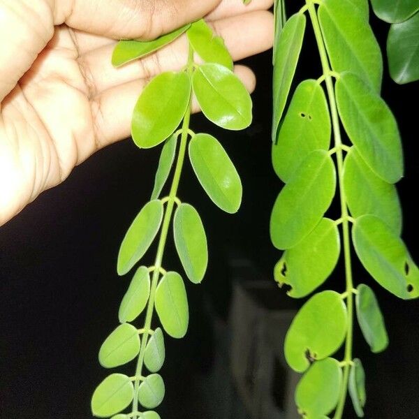 Cassia javanica Leaf