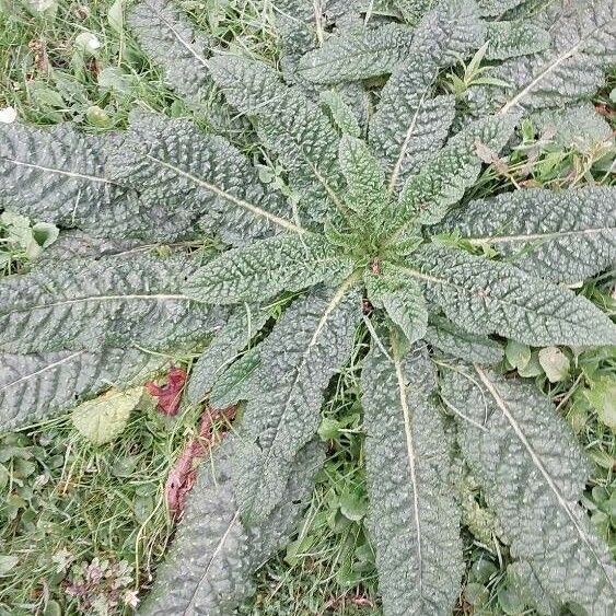 Dipsacus sativus Leaf