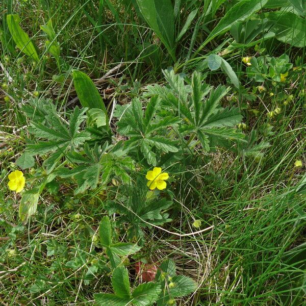 Potentilla heptaphylla Blomma