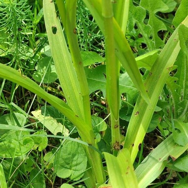 Gymnadenia conopsea Leaf