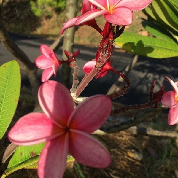 Plumeria rubra 花