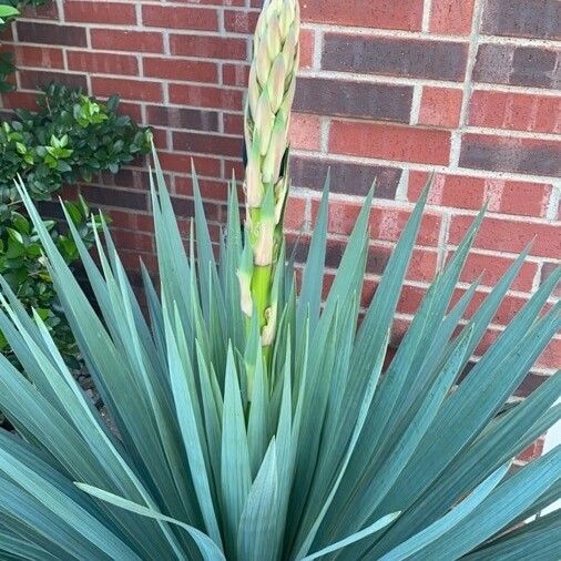 Yucca glauca Leaf