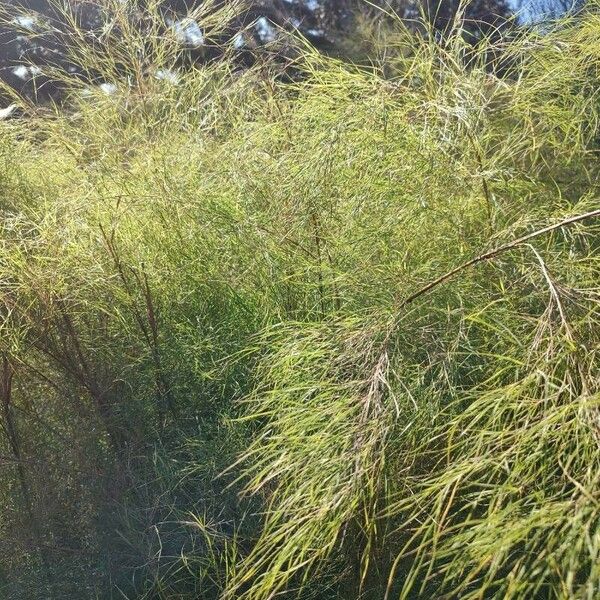 Muhlenbergia dumosa Агульны выгляд