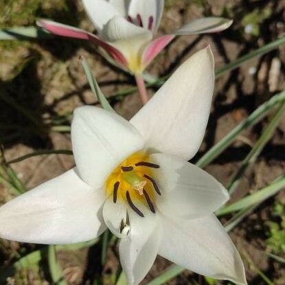 Tulipa clusiana Kvet