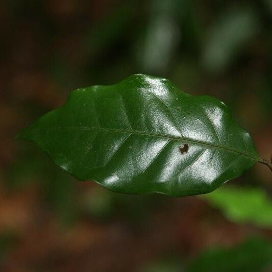 Eugenia patrisii Leaf