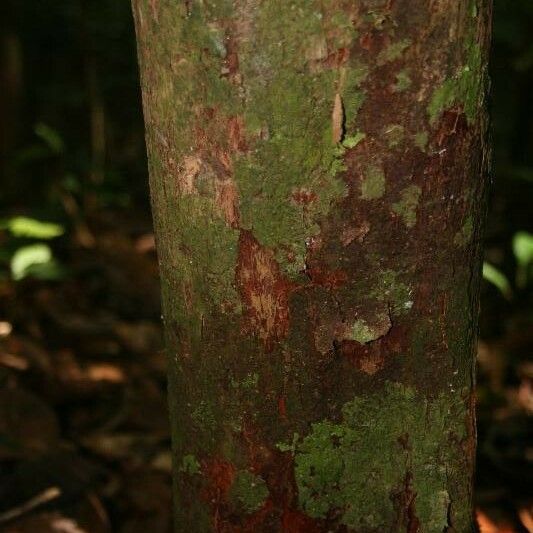 Couratari oblongifolia Кара