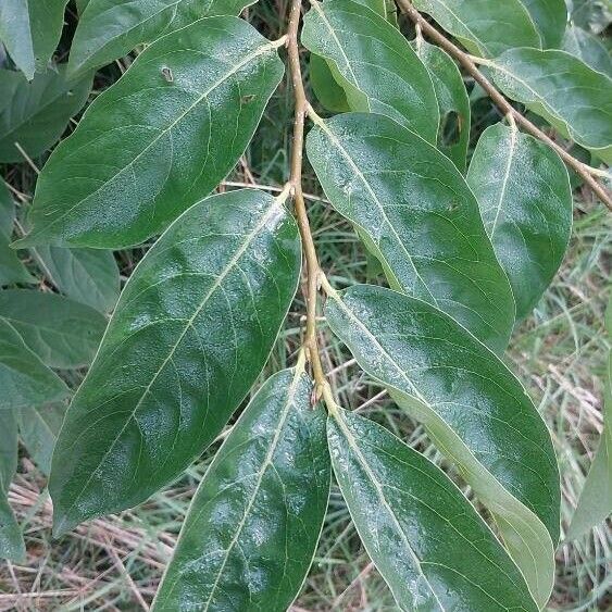 Diospyros virginiana 葉