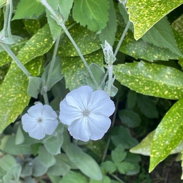 Silene coronaria Цветок