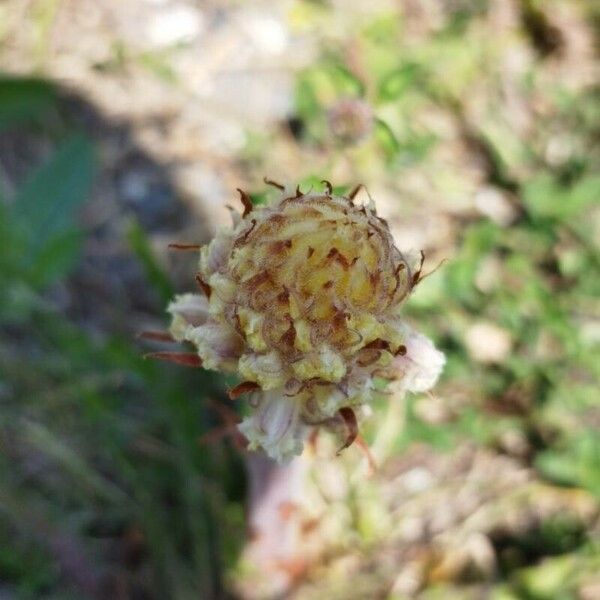 Orobanche picridis Fleur